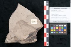 Foto (Objekt + Etikett) von Cinnamomum polymorphum Braun (NHMW-GEO-2024-0188-7997)